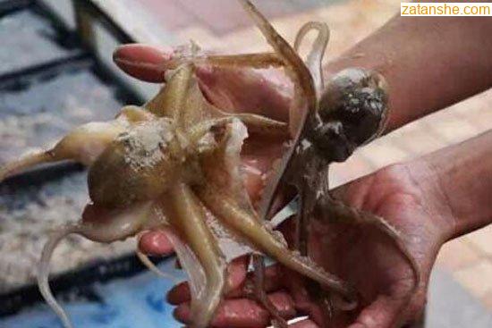 人头章鱼身的非常诡异，印尼章鱼人是否真的存在