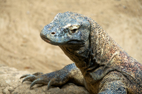 世界上最毒的蜥蜴-科莫多拉巨蜥