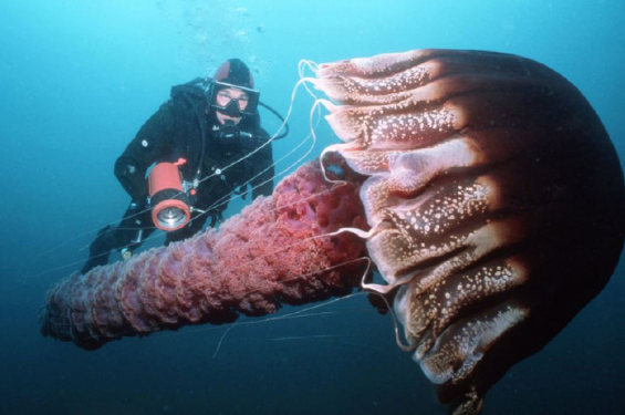 世界上最大的水母-北极霞水母