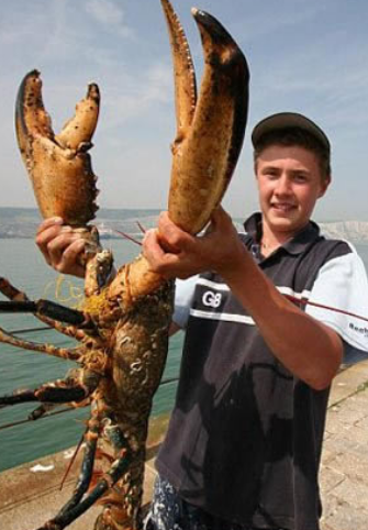 世界上最大的龙虾，有多大？