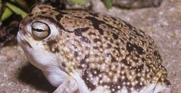 世界上最可爱的青蛙：沙漠雨蛙长什么样？
