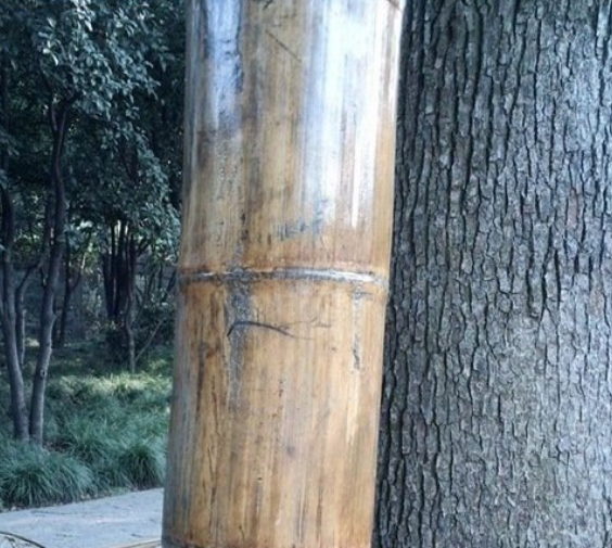 世界上最大的竹子：巨龙竹