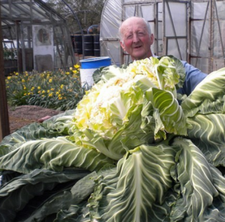 世界上最大的花菜，重达54斤！