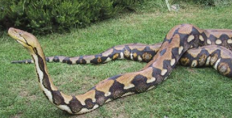 世界上最大的蟒蛇，是哪个品种的？