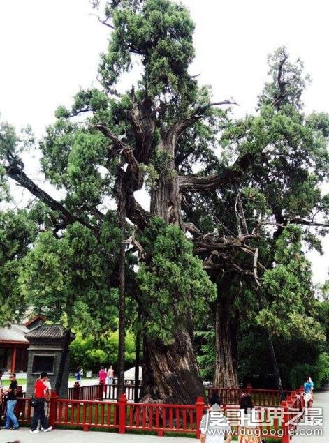 中国什么树活的寿命最长 黄帝轩辕柏至少活了5000岁以上