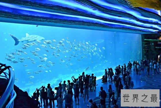 世界上最大的水族馆，珠海长隆海洋王国(门票350元)