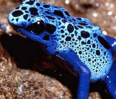 世界上最毒的青蛙-钴蓝箭毒蛙上榜