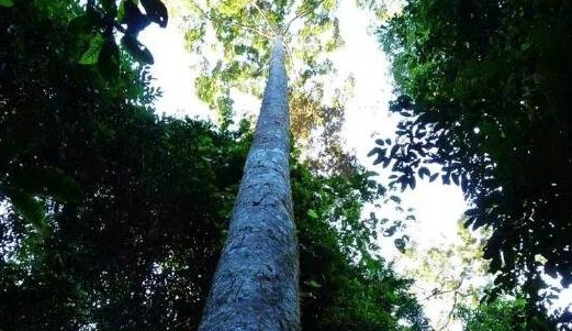 世界上最高的树：杏仁桉树有多高呢？