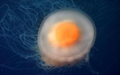 蛋黄水母：世界上最可爱的水母，酷似荷包蛋