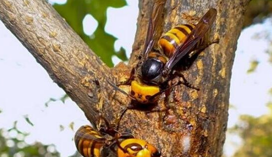 世界上最恐怖的大黄蜂，你知道是哪个品种吗？