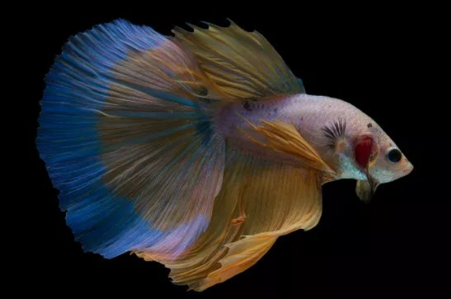 世界上最美外观最艳丽的鱼儿：泰国斗鱼