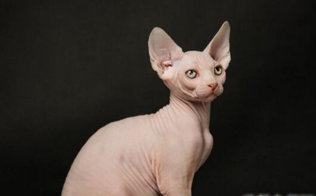 世界上最丑的猫-斯芬克斯猫