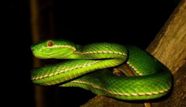 世界最美丽的毒蛇：竹叶青蛇