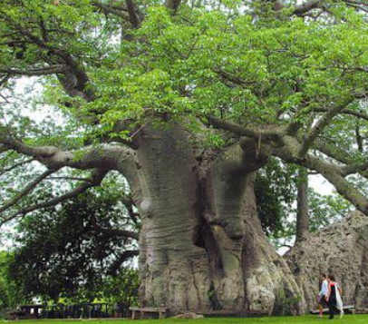 世界上最粗的树-百骑大栗树